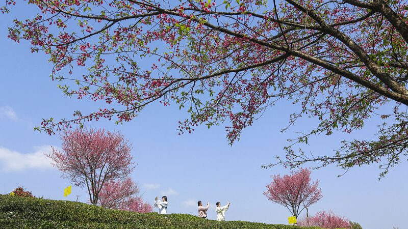 Discover_the_Magic_of_Spring_Across_the_Chinese_Mainland___poster - News for amigos, by amigos Discover_the_Magic_of_Spring_Across_the_Chinese_Mainland__ video poster