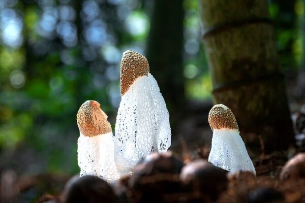 Discover the Magical Fungi of Hainan’s Enchanting Rainforests 🌿🍄 Discover_the_Magical_Fungi_of_Hainan_s_Enchanting_Rainforests___ video poster