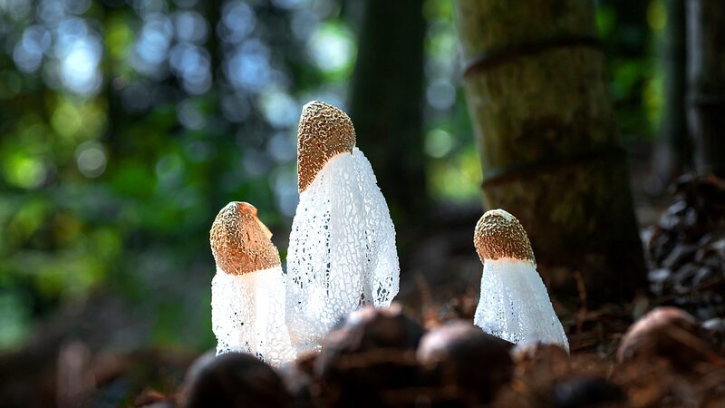 Discover_the_Magical_Fungi_of_Hainan_s_Enchanting_Rainforests____poster - News for amigos, by amigos Discover_the_Magical_Fungi_of_Hainan_s_Enchanting_Rainforests___ video poster