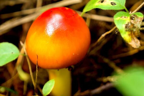 Discover the Magical Mushroom Wonderland of Changbai Mountain 🌿🍄 Discover_the_Magical_Mushroom_Wonderland_of_Changbai_Mountain___