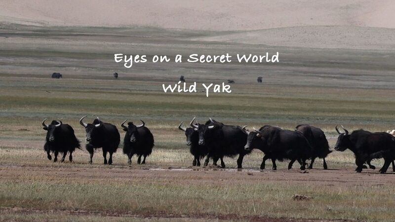 Discover_the_Majestic_Wild_Yaks_of_Xinjiang_s_Altun_Mountains_poster - News for amigos, by amigos Discover_the_Majestic_Wild_Yaks_of_Xinjiang_s_Altun_Mountains video poster
