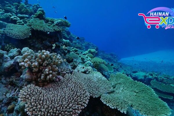 Discover the Marine Wonders of Sansha: China’s Southernmost Paradise 🏝️ Discover_the_Marine_Wonders_of_Sansha__China_s_Southernmost_Paradise___