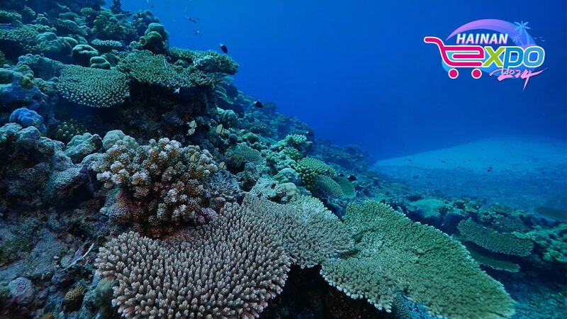 Discover_the_Marine_Wonders_of_Sansha__China_s_Southernmost_Paradise___ - News for amigos, by amigos Discover_the_Marine_Wonders_of_Sansha__China_s_Southernmost_Paradise___