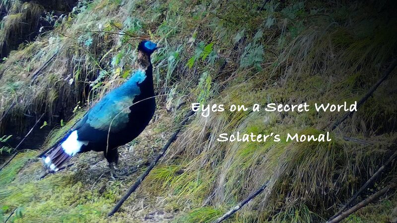 Discover_the_Rare_Sclater_s_Monal_in_China_s_Hidden_Paradise_poster - News for amigos, by amigos Discover_the_Rare_Sclater_s_Monal_in_China_s_Hidden_Paradise video poster