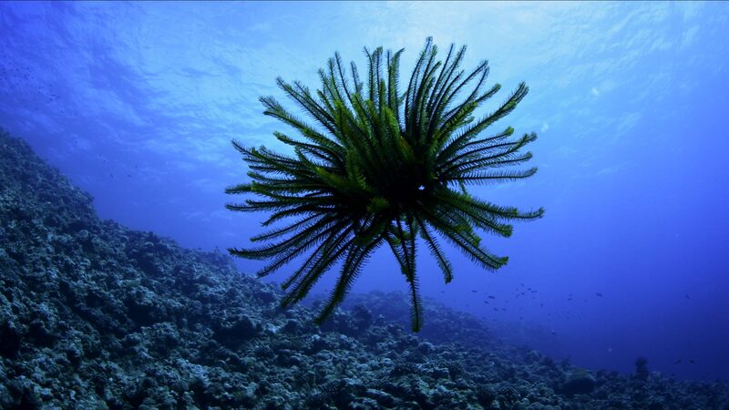 Discover_the_Secret_Life_of_Sea_Lilies_in_the_South_China_Sea video poster