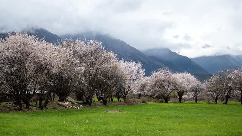 Discover_the_Spring_Magic__Peach_Blossoms_Bloom_in_Nyingchi___poster - News for amigos, by amigos Discover_the_Spring_Magic__Peach_Blossoms_Bloom_in_Nyingchi__ video poster