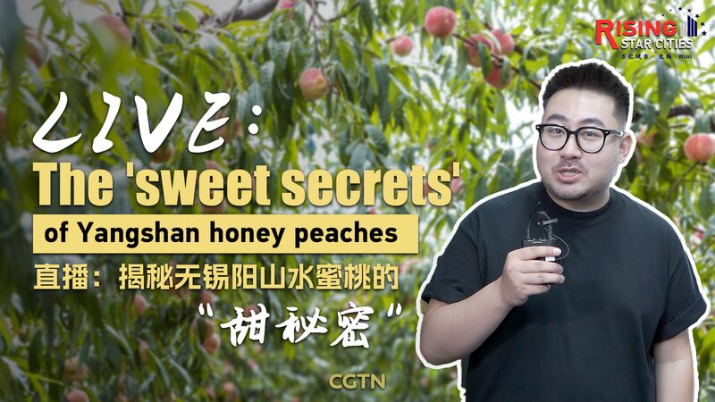 Discover_the_Sweet_Secrets_of_Yangshan_Honey_Peaches___poster - News for amigos, by amigos Discover_the_Sweet_Secrets_of_Yangshan_Honey_Peaches__ video poster