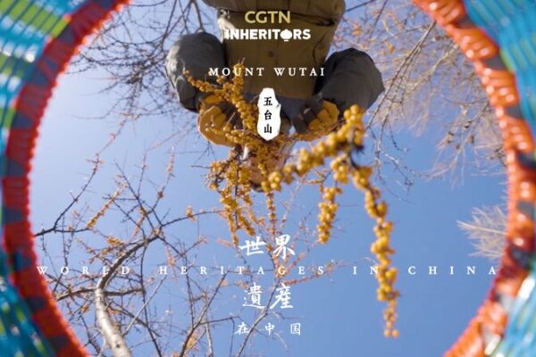 Discover the Wild Sea Buckthorn of Mount Wutai: Nature’s Hidden Gem 🌿 Discover_the_Wild_Sea_Buckthorn_of_Mount_Wutai__Nature_s_Hidden_Gem__ video poster