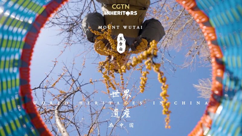 Discover_the_Wild_Sea_Buckthorn_of_Mount_Wutai__Nature_s_Hidden_Gem__ video poster