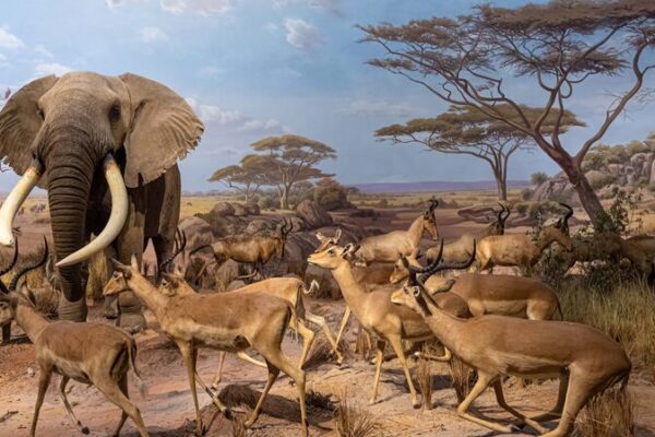 Discover the Wild: African Migration Comes Alive at Shandong Museum Discover_the_Wild__African_Migration_Comes_Alive_at_Shandong_Museum