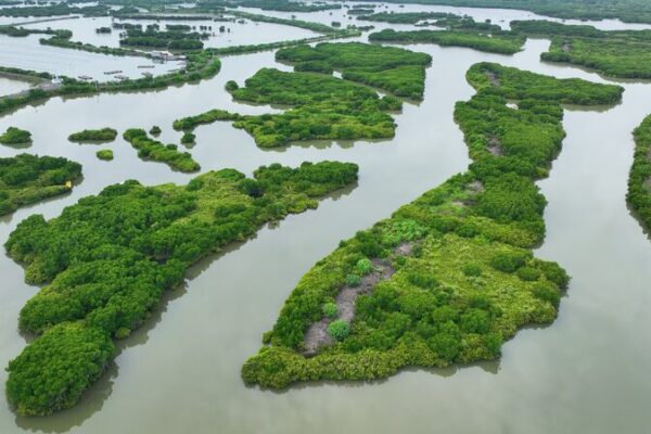 Discover the ‘Forests on the Sea’ in South China’s Jinniu Island 🌊🌳 Discover_the__Forests_on_the_Sea__in_South_China_s_Jinniu_Island___