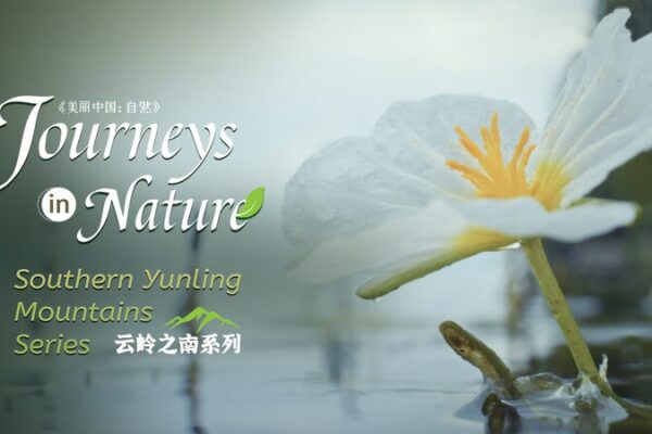 Discover the ‘Sunflowers in the Water’ at Erhai Lake 🌼🌊 Discover_the__Sunflowers_in_the_Water__at_Erhai_Lake___ video poster
