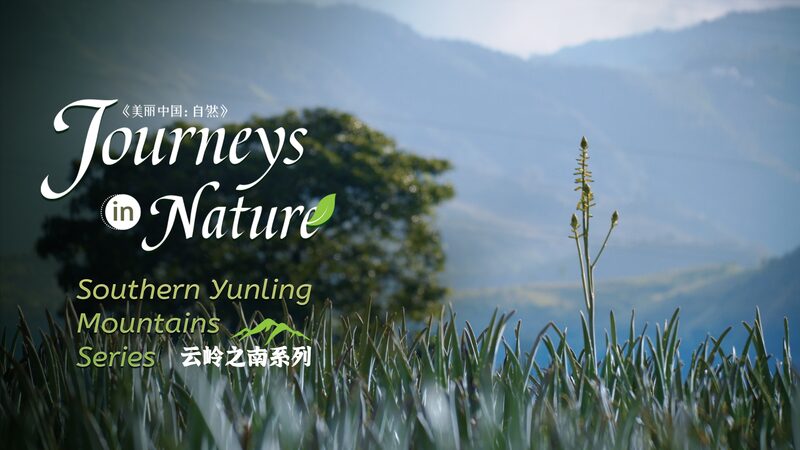 Discovering_China_s__Immortal_Grass___The_Wild_Aloe_Oasis_in_Yunnan video poster