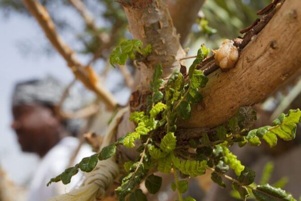 Discovering Oman’s Frankincense Magic at Salalah Museum 🌿 Discovering_Oman_s_Frankincense_Magic_at_Salalah_Museum__ video poster