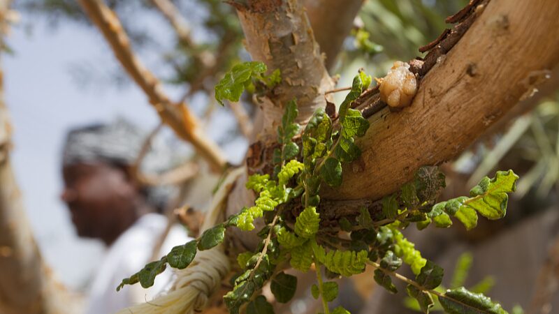 Discovering_Oman_s_Frankincense_Magic_at_Salalah_Museum___poster - News for amigos, by amigos Discovering_Oman_s_Frankincense_Magic_at_Salalah_Museum__ video poster