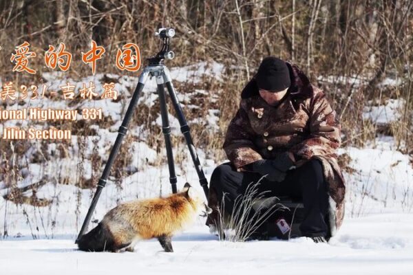 Discovering Red Foxes: A Wild Journey Along China’s National Highway 331 Discovering_Red_Foxes__A_Wild_Journey_Along_China_s_National_Highway_331 video poster