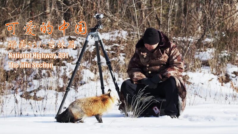 Discovering_Red_Foxes__A_Wild_Journey_Along_China_s_National_Highway_331_poster - News for amigos, by amigos Discovering_Red_Foxes__A_Wild_Journey_Along_China_s_National_Highway_331 video poster