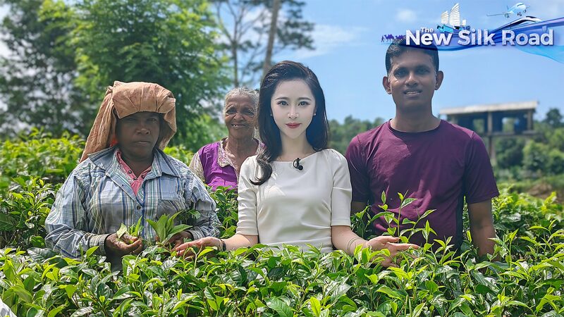 Discovering_Sri_Lanka_s_Tea_Magic__A_Journey_into_Flavor_and_Culture_poster - News for amigos, by amigos Discovering_Sri_Lanka_s_Tea_Magic__A_Journey_into_Flavor_and_Culture video poster