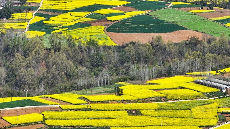 Dive_into_Shaanxi_s_Golden_Seas__Rapeseed_Blooms_Await____poster - News for amigos, by amigos __Dive_into_Shaanxi_s_Golden_Seas__Rapeseed_Blooms_Await___ video poster