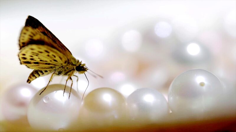 Dive_into_Zhejiang_s_Freshwater_Pearl_Farming__A_Cultural_Gem__ video poster