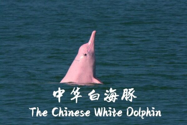 Dive into ‘The Chinese White Dolphin’: A Journey of Harmony 🐬 Dive_into__The_Chinese_White_Dolphin___A_Journey_of_Harmony__ video poster