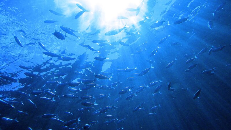 Dive_into_the_Future__2024_East_Asian_Seas_Congress_Makes_Waves_in_Xiamen__ - News for amigos, by amigos Dive_into_the_Future__2024_East_Asian_Seas_Congress_Makes_Waves_in_Xiamen__