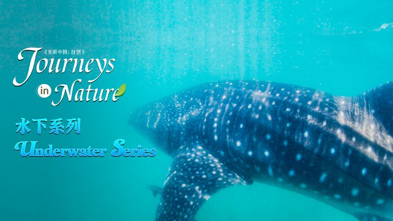 Dive_into_the_Ocean_s____Rainforest__Under_Sunlit_Waves video poster