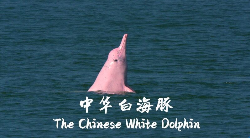 Dive_into_the_World_of_Chinese_White_Dolphins_Tonight_____poster - News for amigos, by amigos Dive_into_the_World_of_Chinese_White_Dolphins_Tonight____ video poster