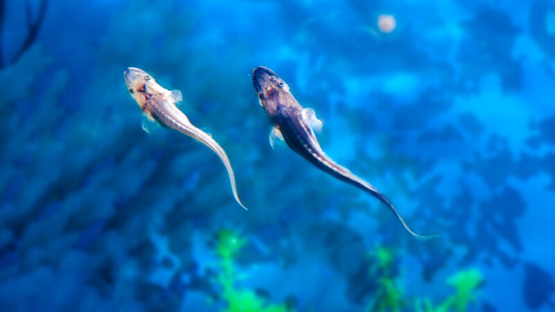 Diving_into_the_Yangtze__Discovering_Rare_Fish_and_Conservation_Wins__poster - News for amigos, by amigos __Diving_into_the_Yangtze__Discovering_Rare_Fish_and_Conservation_Wins_ video poster