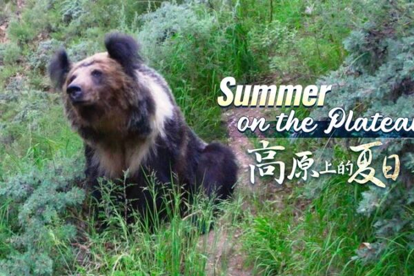 Dogs vs. Bears: The Unlikely Showdown at a Tibetan Monastery 🐶🐻 Dogs_vs__Bears__The_Unlikely_Showdown_at_a_Tibetan_Monastery___ video poster