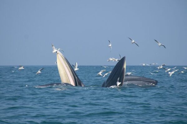 🐬 Dolphins Take the Lead: Qinzhou’s Port Transformation for Marine Life __Dolphins_Take_the_Lead__Qinzhou_s_Port_Transformation_for_Marine_Life