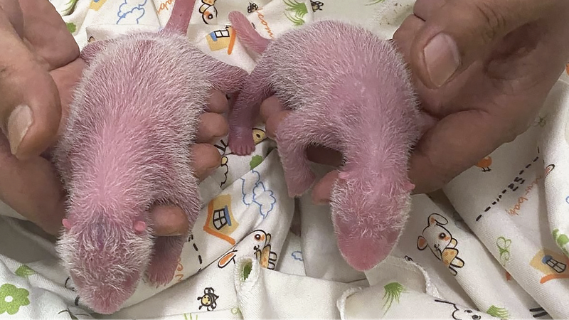 Double_Panda_Joy_in_Hong_Kong__Ying_Ying_Welcomes_Twins____