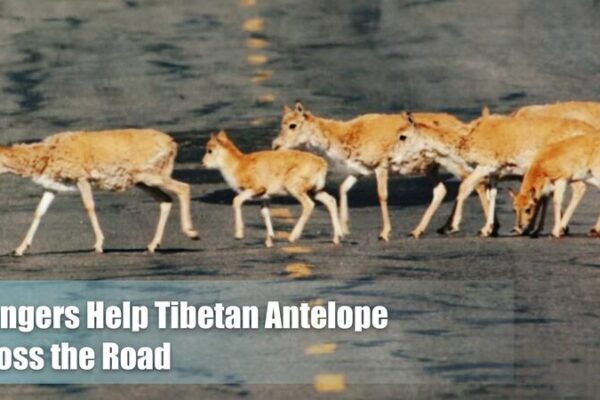 Drivers Pause as Tibetan Antelopes Cross the Qinghai-Xizang Highway 🦌 Drivers_Pause_as_Tibetan_Antelopes_Cross_the_Qinghai_Xizang_Highway__ video poster