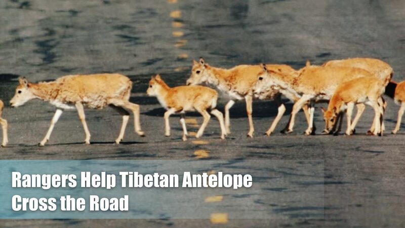 Drivers_Pause_as_Tibetan_Antelopes_Cross_the_Qinghai_Xizang_Highway___poster - News for amigos, by amigos Drivers_Pause_as_Tibetan_Antelopes_Cross_the_Qinghai_Xizang_Highway__ video poster