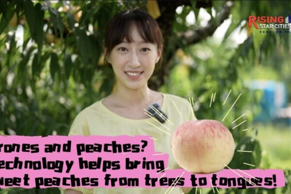 Drones Deliver Yangshan’s Sweet Honey Peaches Straight to You! 🍑🚁 Drones_Deliver_Yangshan_s_Sweet_Honey_Peaches_Straight_to_You____ video poster