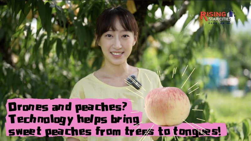 Drones_Deliver_Yangshan_s_Sweet_Honey_Peaches_Straight_to_You_____poster - News for amigos, by amigos Drones_Deliver_Yangshan_s_Sweet_Honey_Peaches_Straight_to_You____ video poster