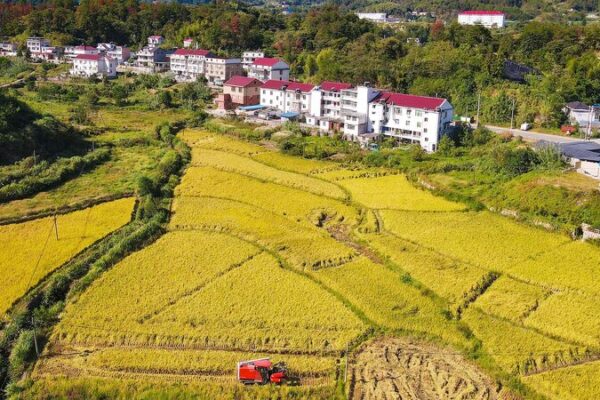 Drones, Data, and “Super Rice”: Tech Boosts China’s Harvests 🌾🚁 Drones__Data__and__Super_Rice___Tech_Boosts_China_s_Harvests___