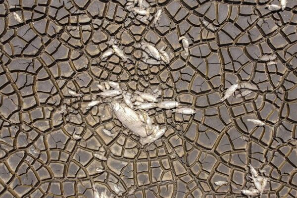 Drought Dries Up Mexico’s Bustillos Lagoon, Killing Thousands of Fish Drought_Dries_Up_Mexico_s_Bustillos_Lagoon__Killing_Thousands_of_Fish