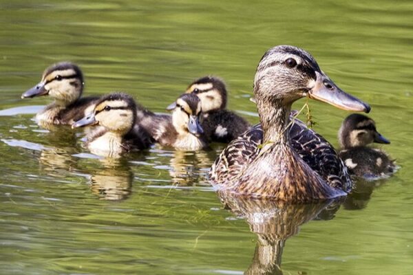Ducklings Delight in Beijing’s Urban Oasis 🌳🦆 Ducklings_Delight_in_Beijing_s_Urban_Oasis___
