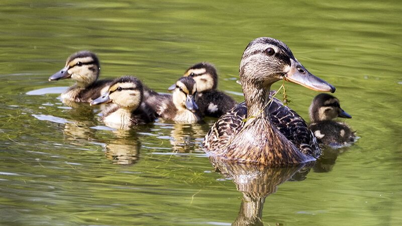 Ducklings_Delight_in_Beijing_s_Urban_Oasis___