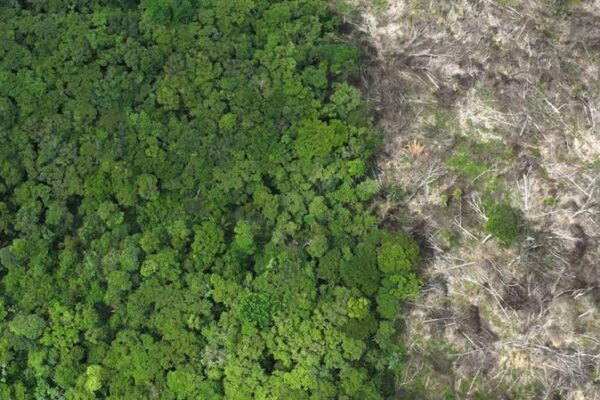 EU Farmers Rally Against New Deforestation Rules 🌲🚜 EU_Farmers_Rally_Against_New_Deforestation_Rules___