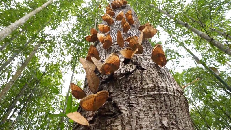 Early_Butterfly_Boom_in_Yunnan_s_Valleys__Nature_s_Spectacle_Unfolds___ video poster