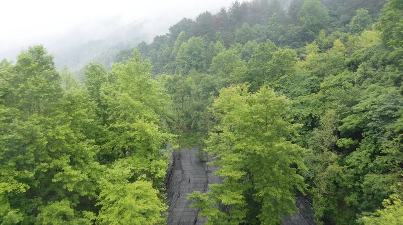 East_China_s_Lingzhi_Mushroom_Haven__A_Misty_Fairyland_Awaits____poster - News for amigos, by amigos East_China_s_Lingzhi_Mushroom_Haven__A_Misty_Fairyland_Awaits___ video poster
