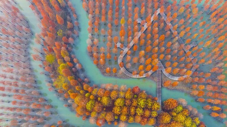East_China_s_Metasequoia_Forest_Transforms_into_Fiery_Winter_Wonderland