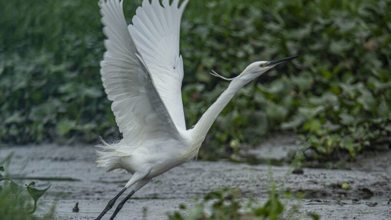 Egrets_Dance_in_Hainan_s_Wetlands__A_Spring_Spectacle____