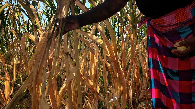 El_Nin_o_Sparks_Drought_in_Southern_Africa__Grain_Imports_on_the_Horizon__ - News for amigos, by amigos El_Nin_o_Sparks_Drought_in_Southern_Africa__Grain_Imports_on_the_Horizon__