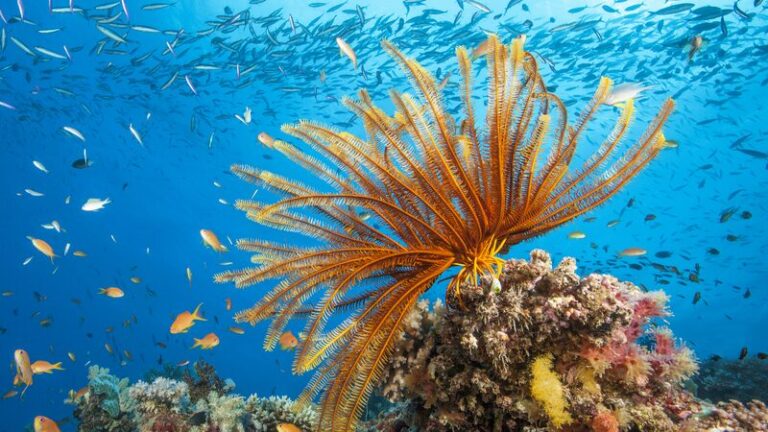 ___Elder_Animals_in_Peril__Aussie_Study_Unveils_Global_Decline