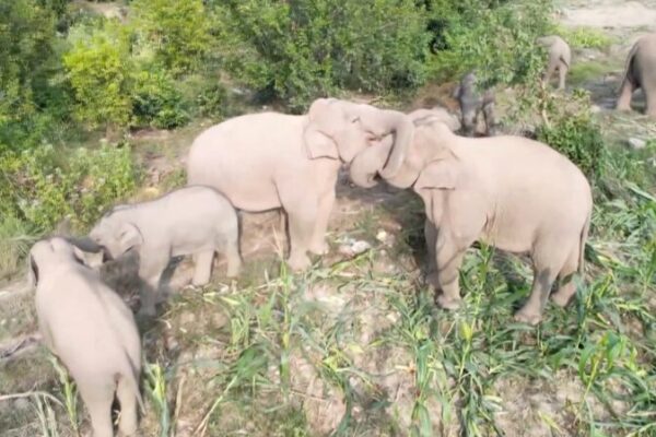 Elephant Family Reunion: 25 Wild Asian Elephants Feast in Yunnan 🐘🎉 Elephant_Family_Reunion__25_Wild_Asian_Elephants_Feast_in_Yunnan___ video poster