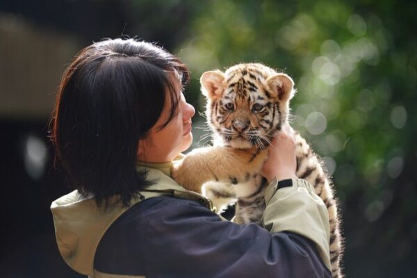 🐯 Eleven Adorable Tiger Cubs Charm Visitors in Kunming! __Eleven_Adorable_Tiger_Cubs_Charm_Visitors_in_Kunming_