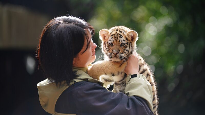 __Eleven_Adorable_Tiger_Cubs_Charm_Visitors_in_Kunming_